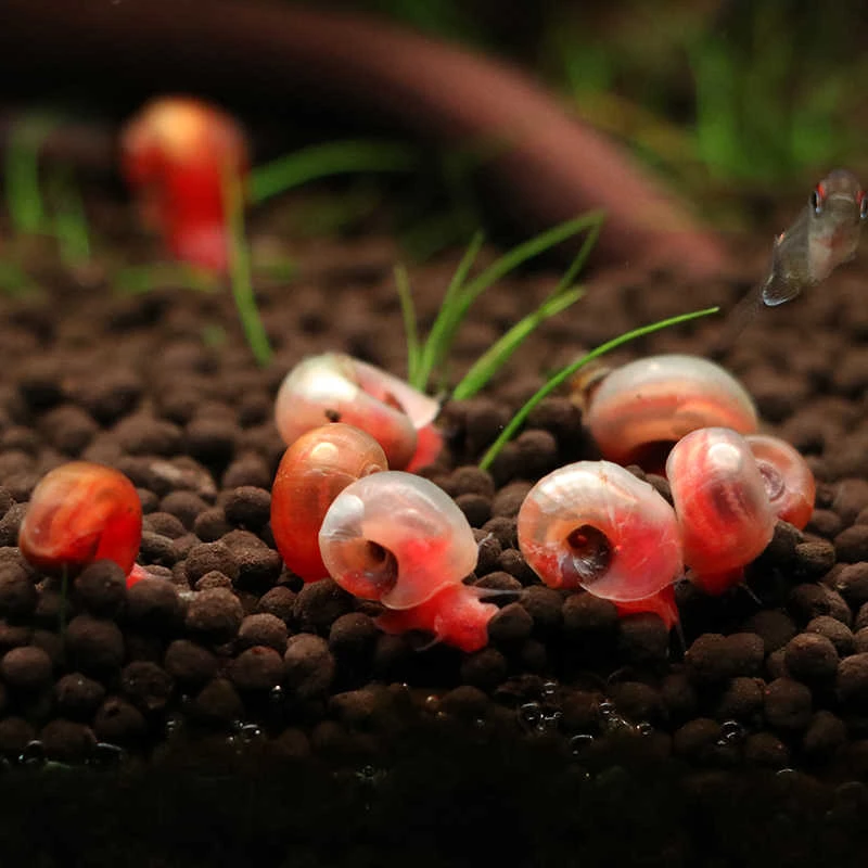 【清洁螺】观赏螺苹果螺除藻螺迷你观赏螺蜗牛除苔清理残食