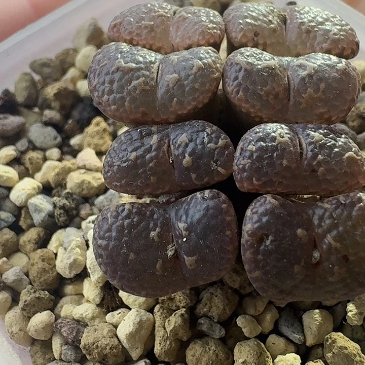 玉***糕三头泡泡勋章一物一拍