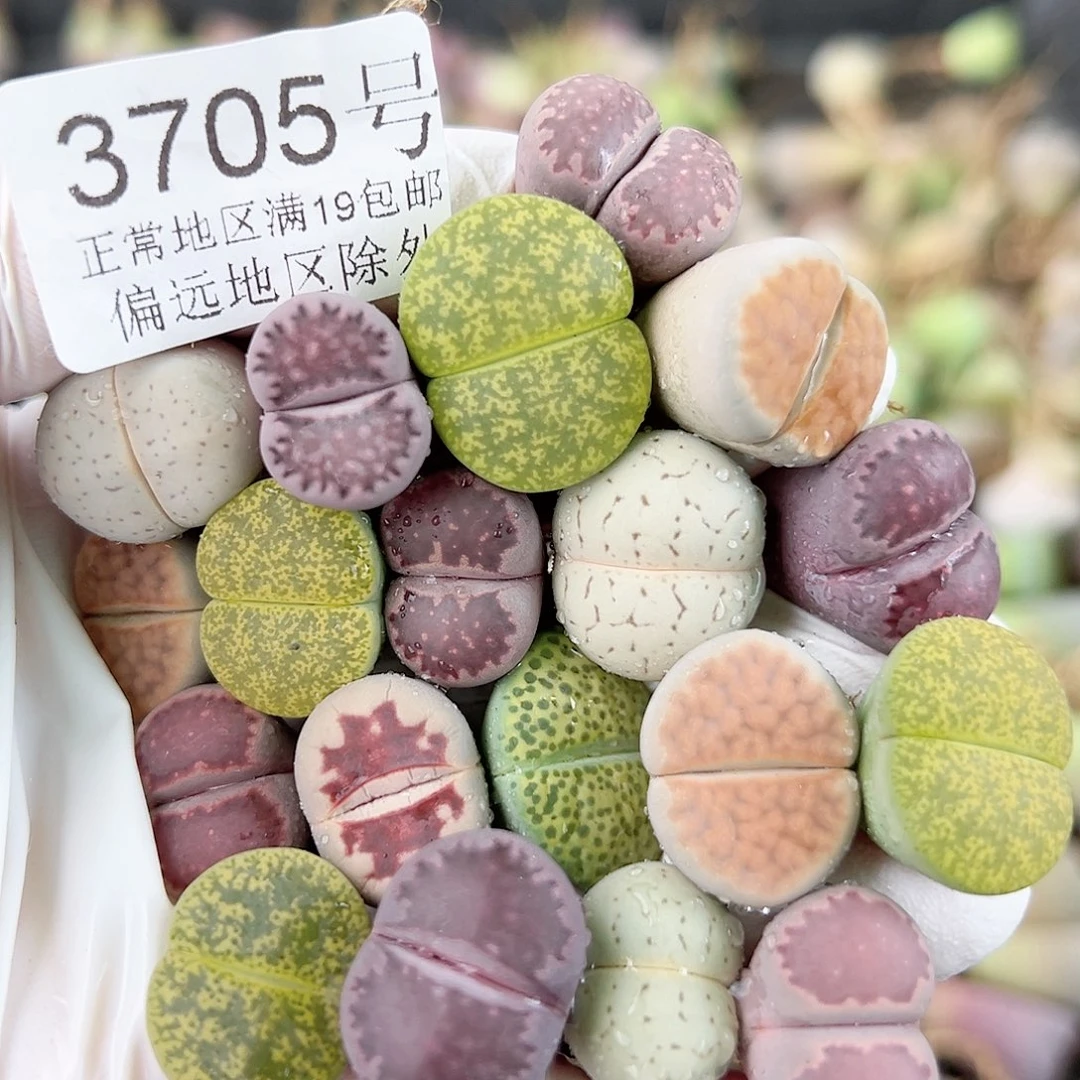 3705 好养易活生石花大母本19个