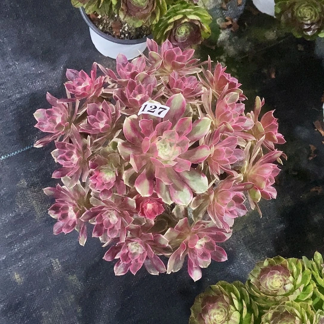 127焕纱冠服30公分