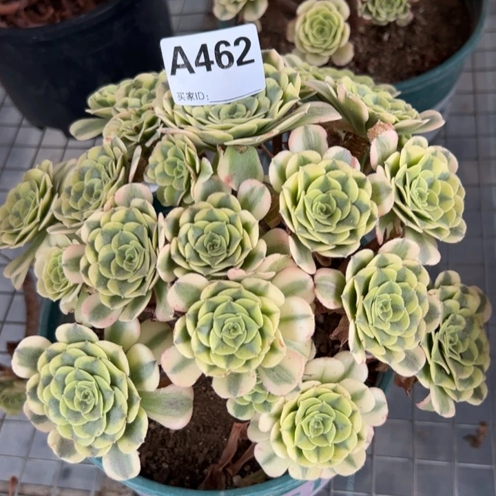 462绿豆沙20厘米左右