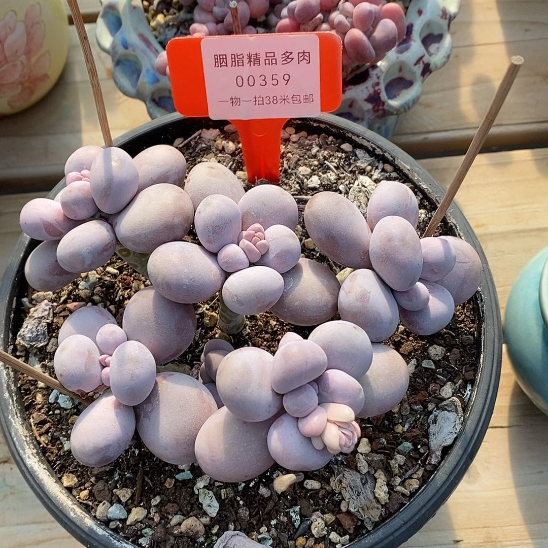 359童叔叔叫我魔芋我