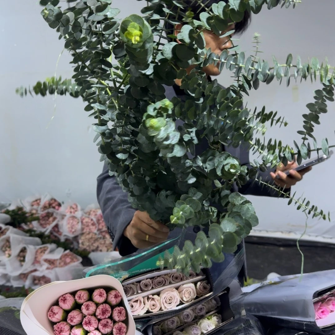 尤加利小把2扎包邮价秒杀