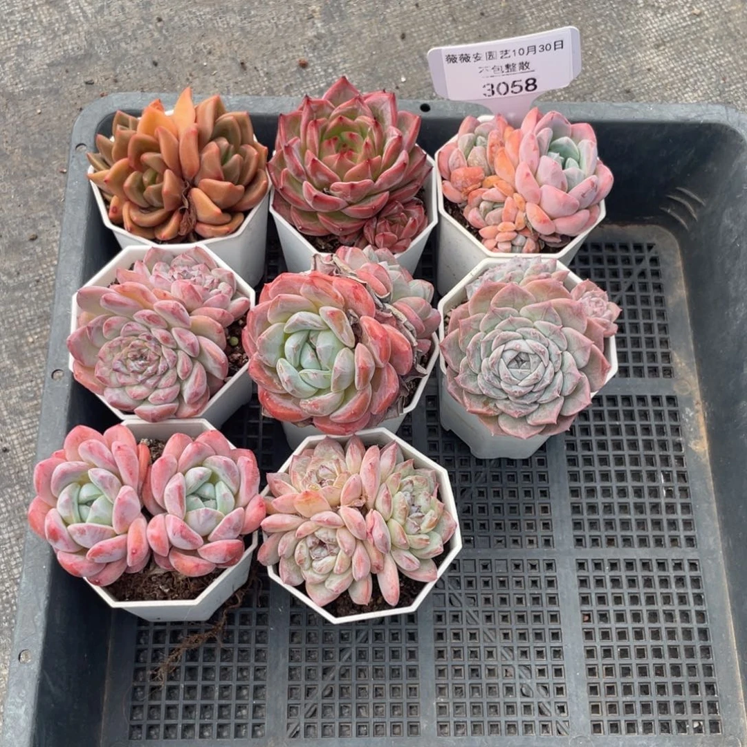 不包整散 盆子不售后3058