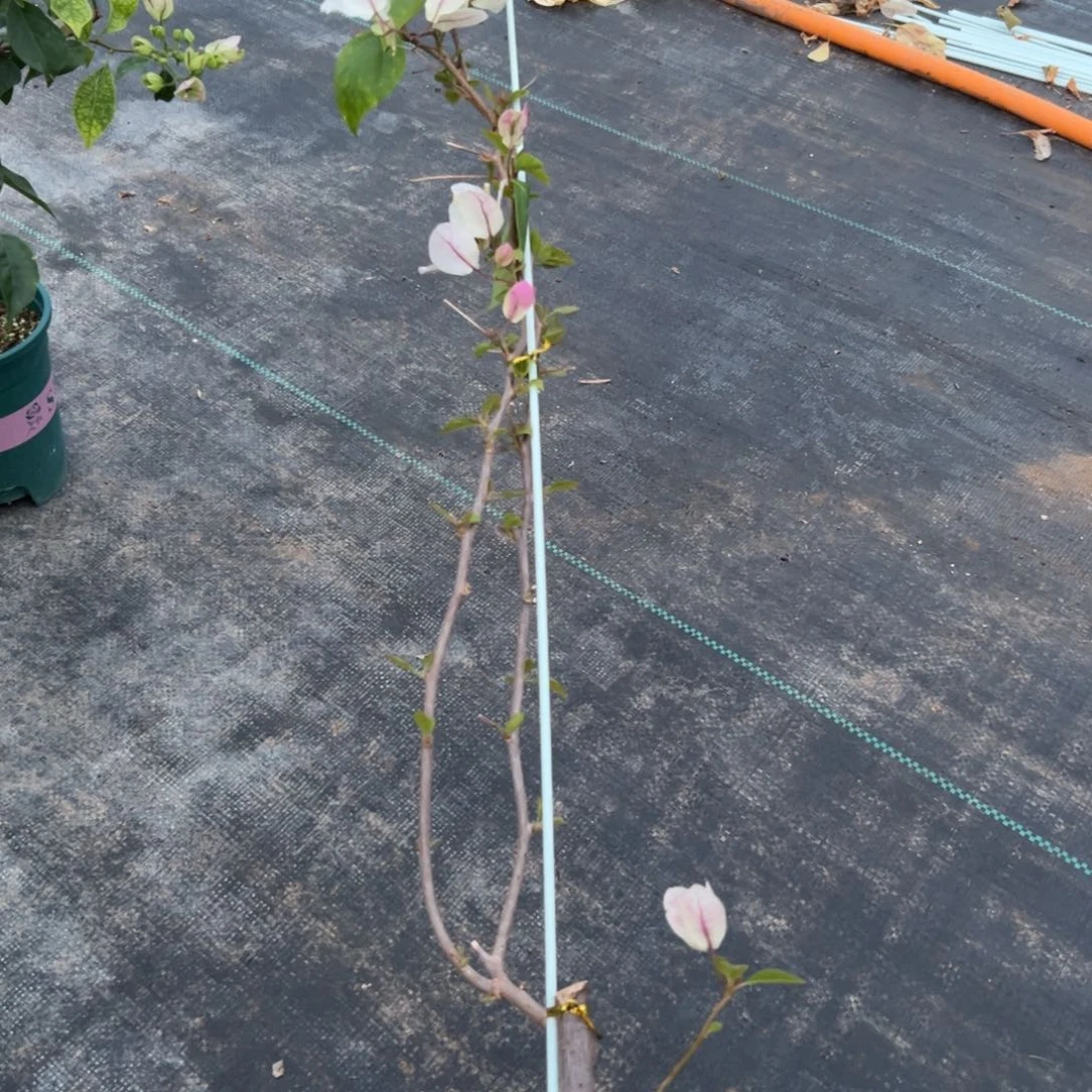 无花朵【1号章红英一棵】随机发货福利款不售后