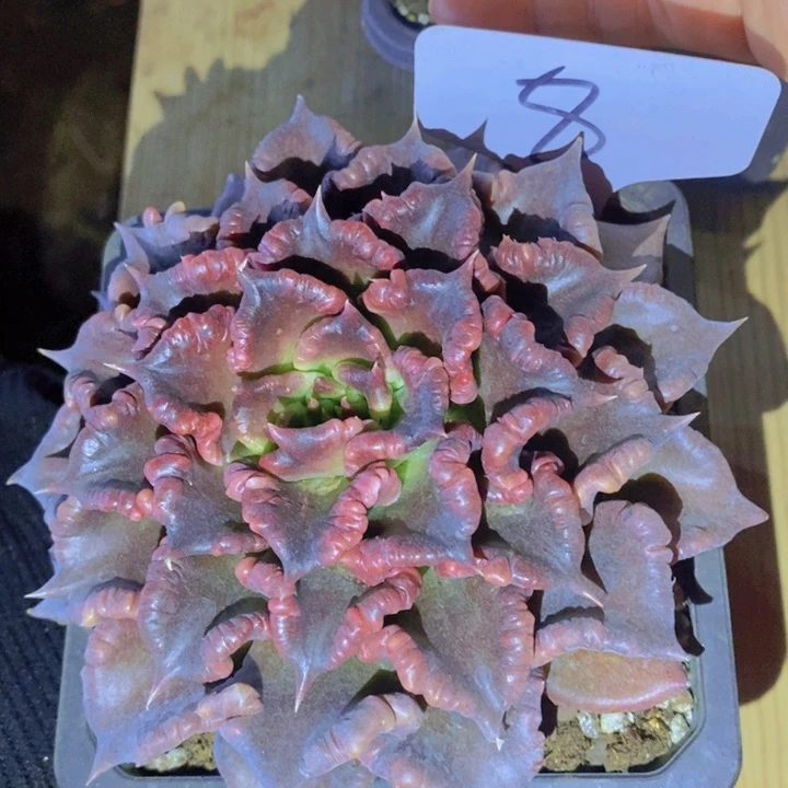 这个点就不应该喝