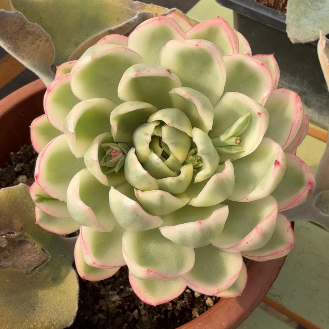 琉光冬云锦锦上园艺一物一拍