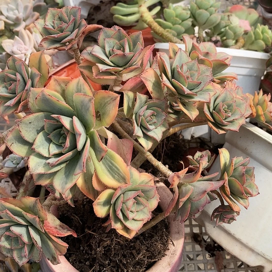 艳日晖 手捧捧花 多头群