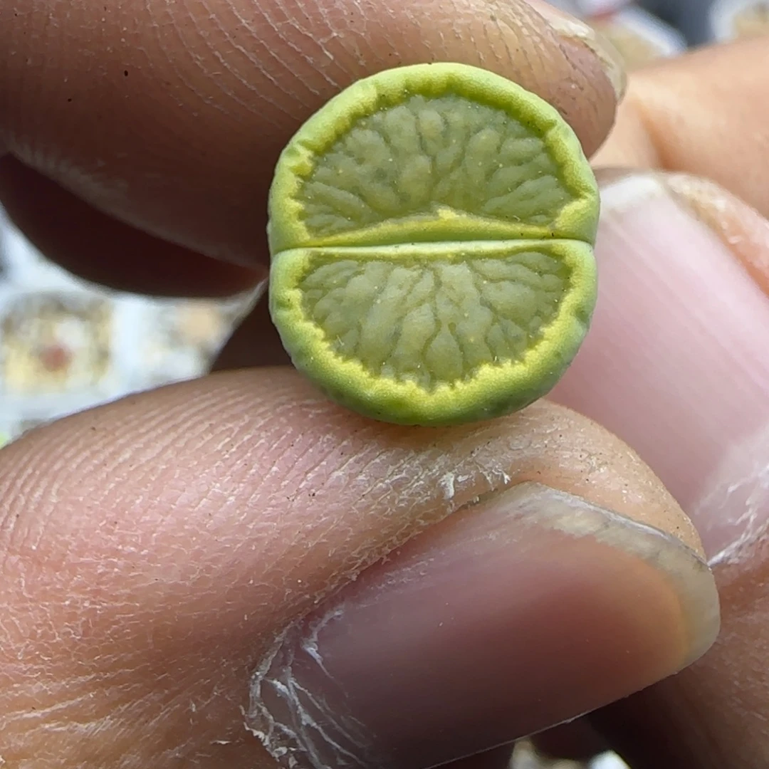 376 生石花大棚直播