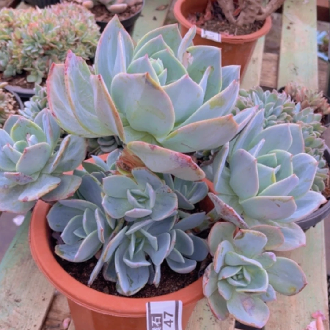 【闪购商品】白凤3147