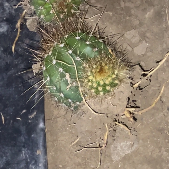 瑶*清清温淳根瑕疵3