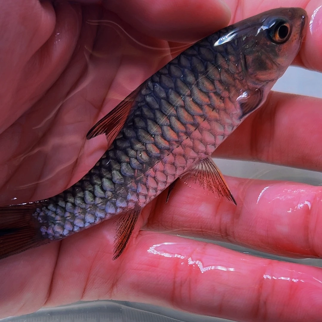 吉罗鱼北马红丘11.5cm