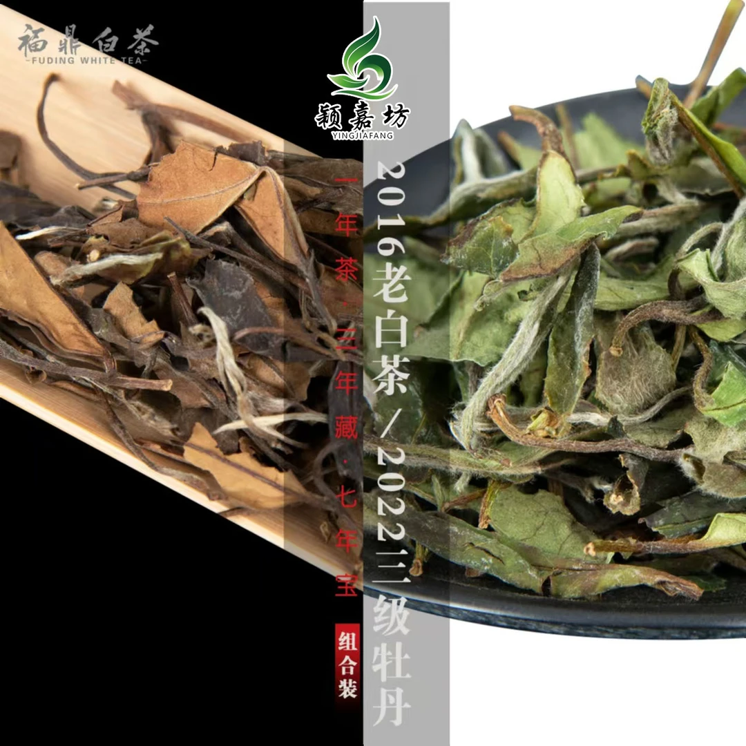 福鼎白茶2016枣香老白茶和2022兰花香白牡丹组合