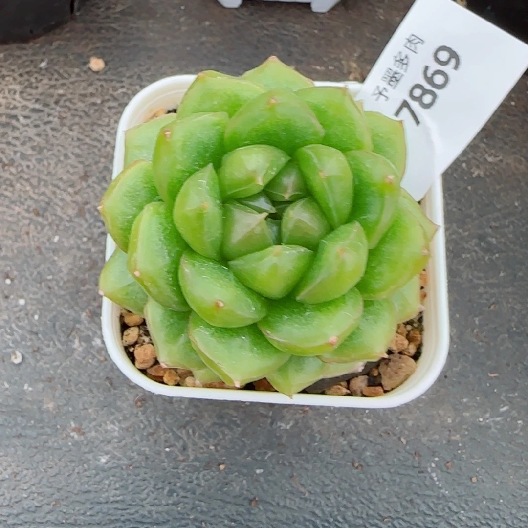 糖果珍妮，7869多肉植物