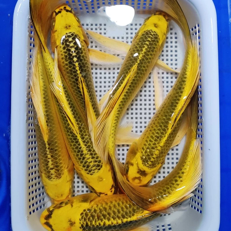 21号 【金猫2条13-15公分】红色兰花是草金 包邮锦鲤