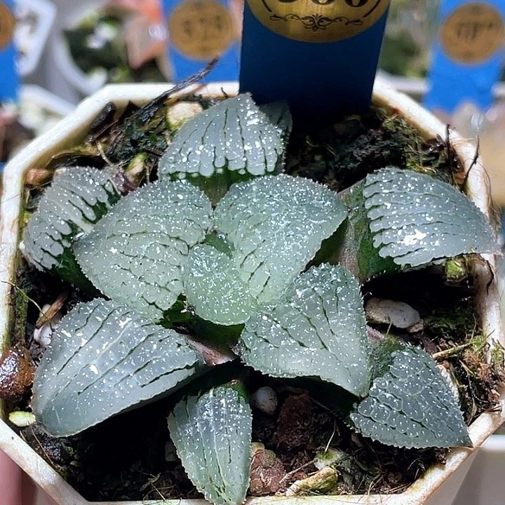 586天空之镜带锦一物一拍