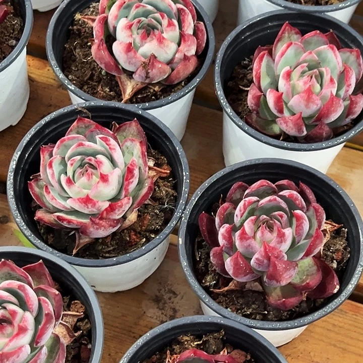 团  068   大单头    惊鸿