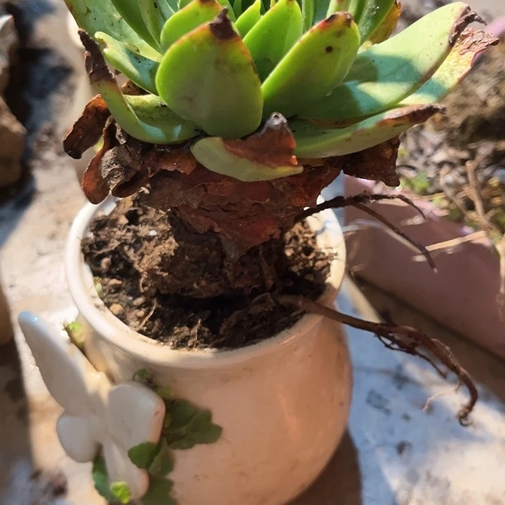 蔡*仙女杯多肉植物