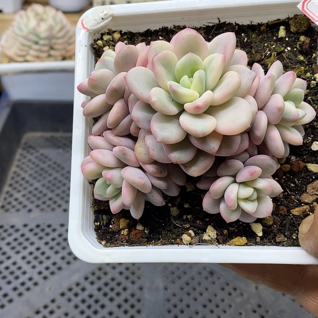 18180 白马覆轮锦 5 头自然群 需延时发货