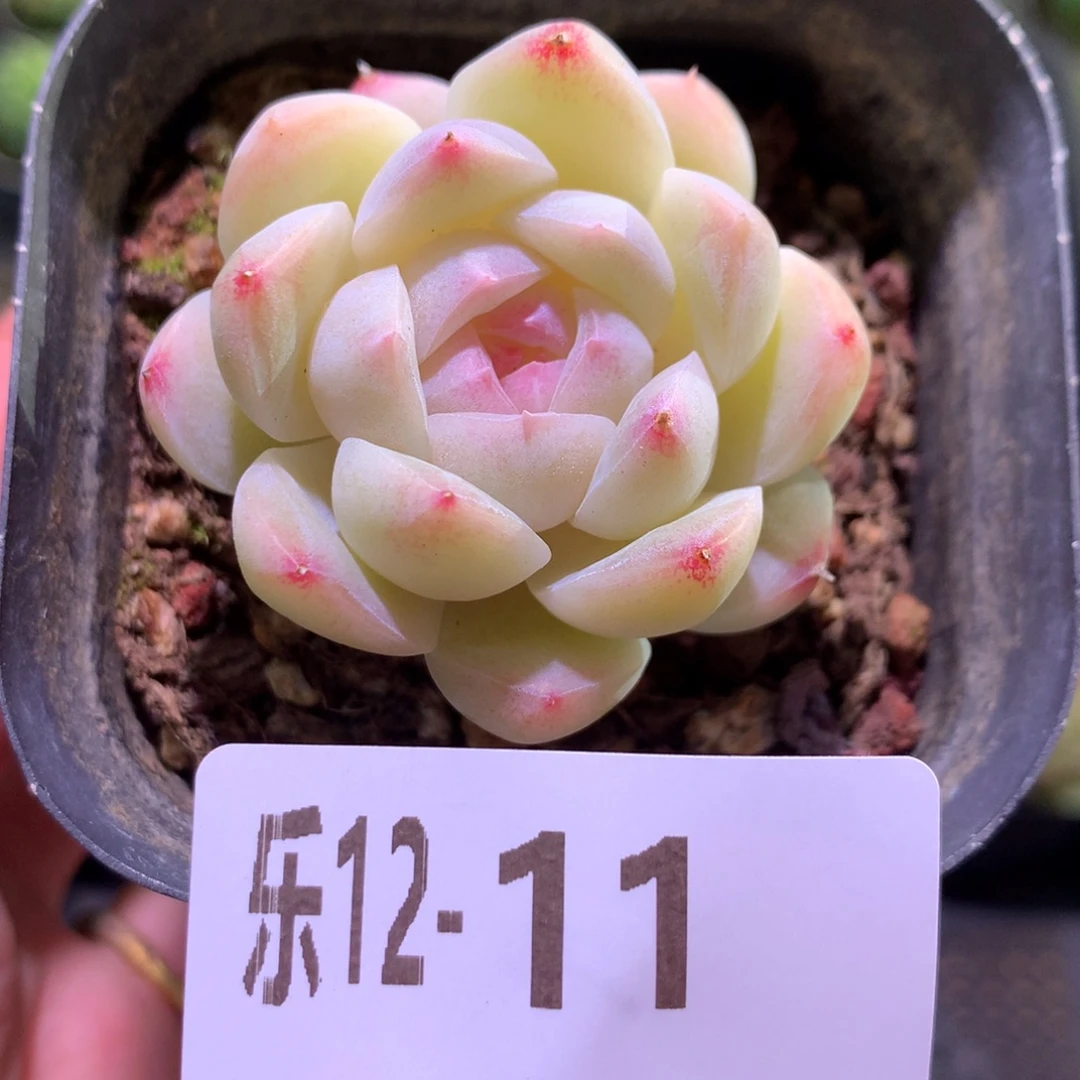 乐然12-11 明月心