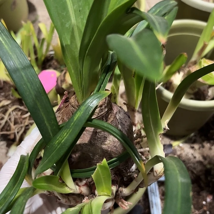 ℋ***ঞ无花朵鸭屎香一坨