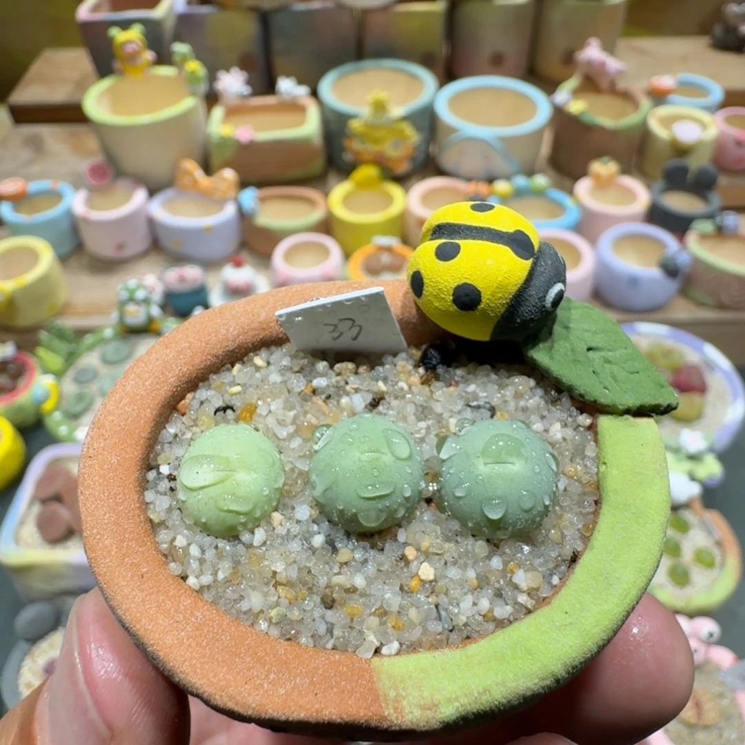 蘑菇1123鸽子蛋多肉植物