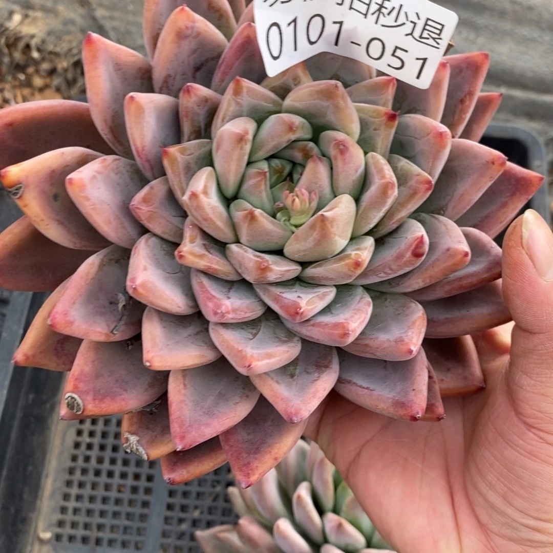 两单包邮0101-51婚戒