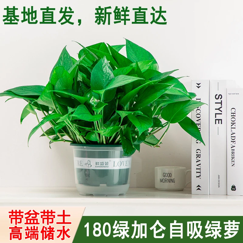 绿萝盆栽室内吸除甲醛好养植物新房净化空气花卉绿植大叶长藤绿箩