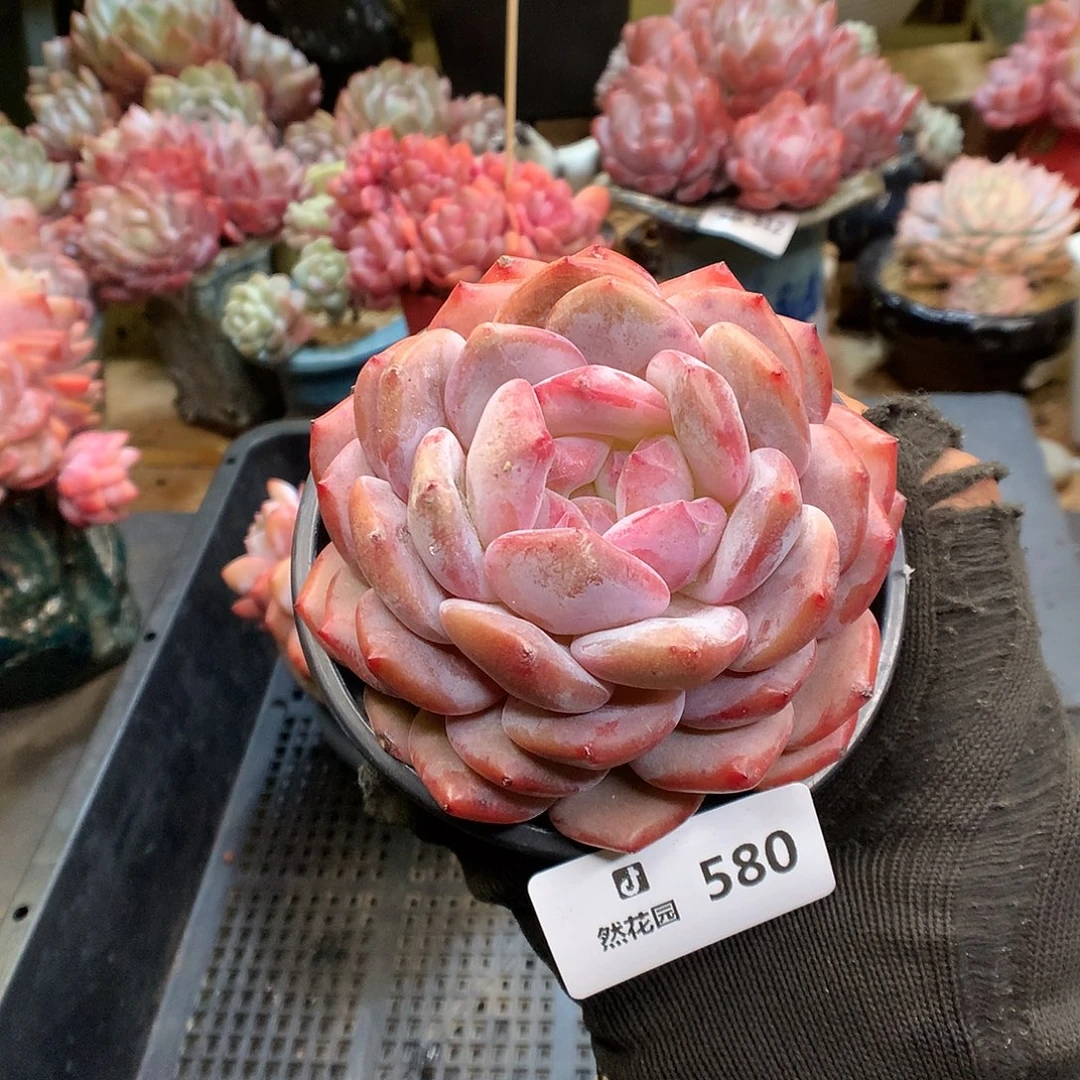 580粉星影多肉植6666