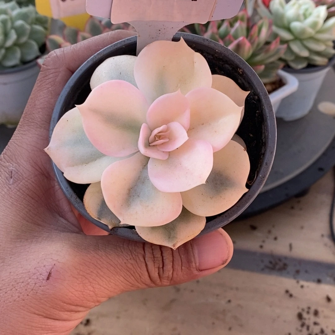 0077双子座哈哈哈