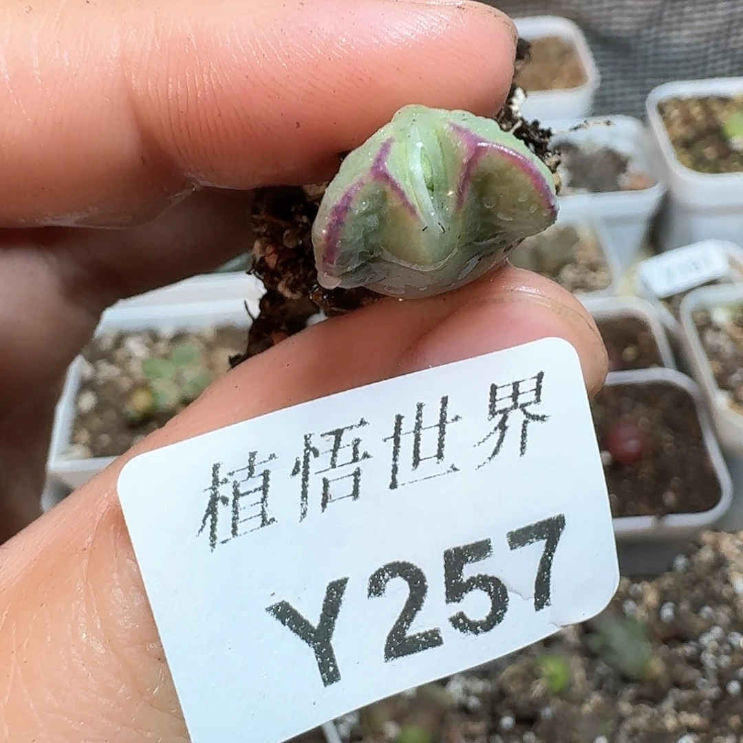 257号多肉植物哇d f