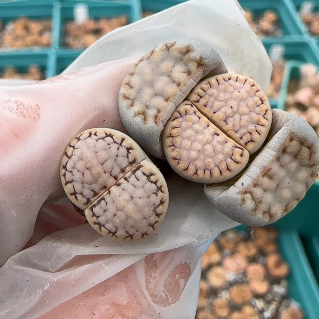 你****。3.13，.6饼干2，9042