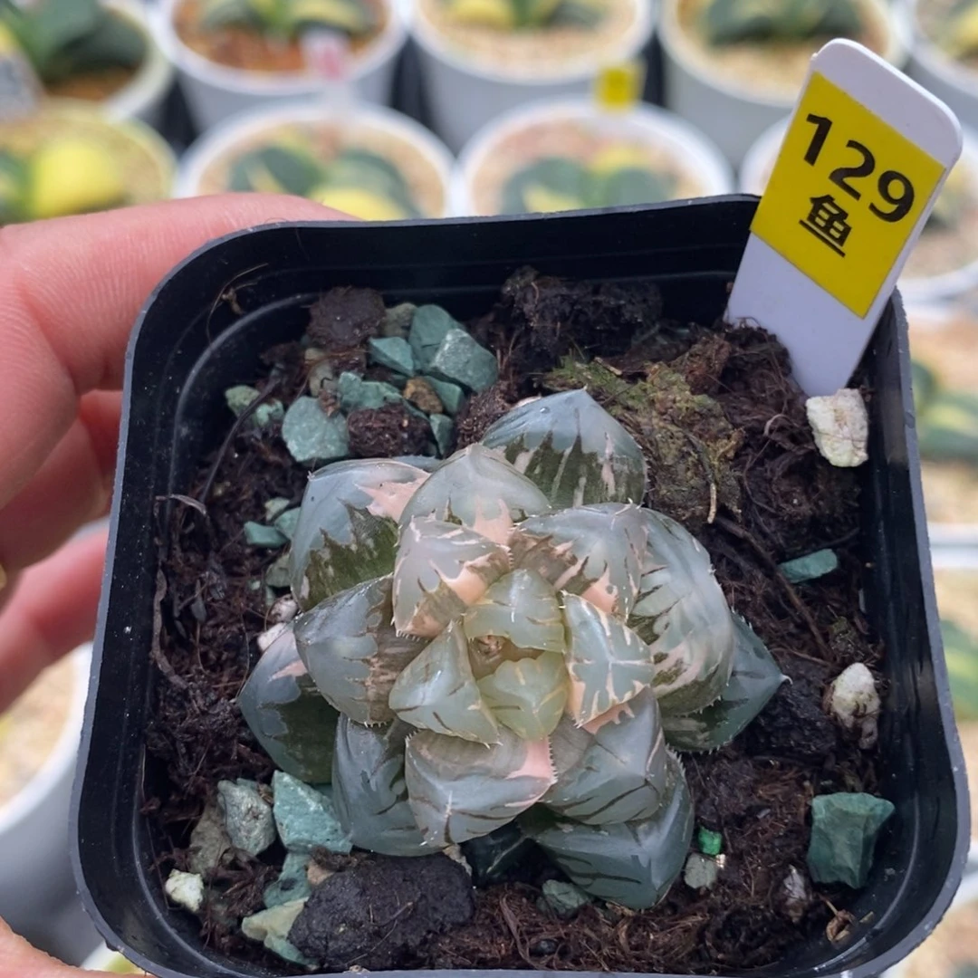 129水中月十二卷多肉植物