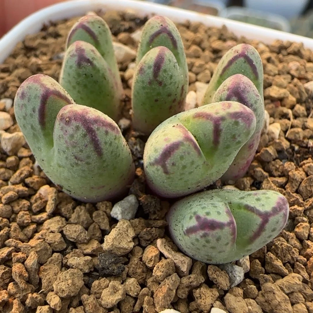 原始斑马多肉植物百科