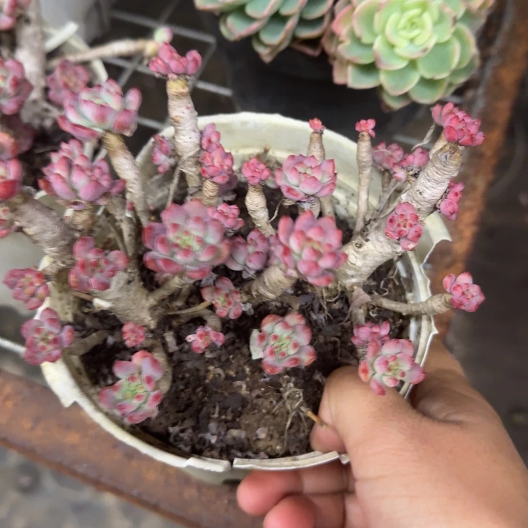 篮苹果整装整群，八亩地