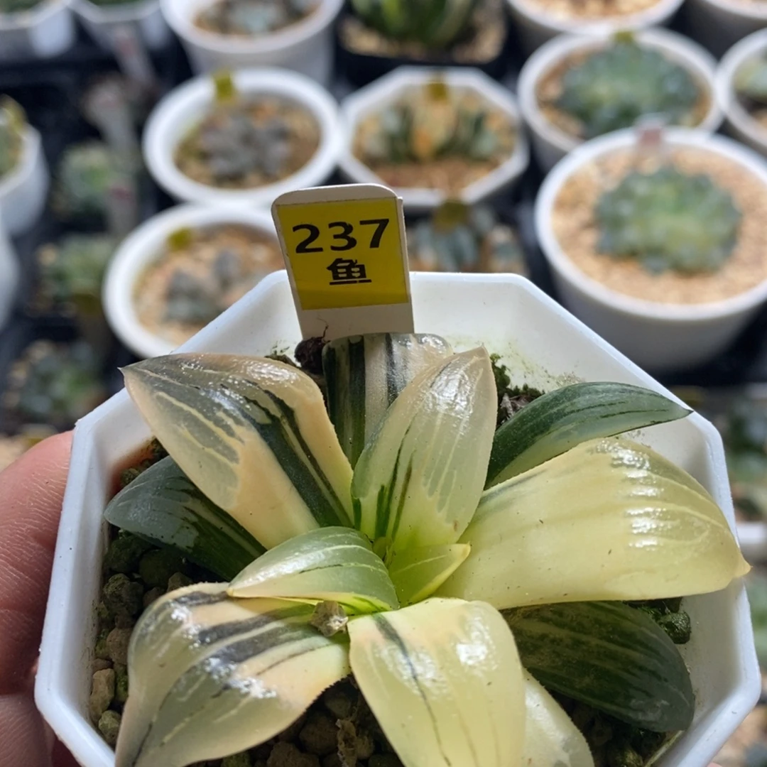 不开花植物237红纹十二卷多肉