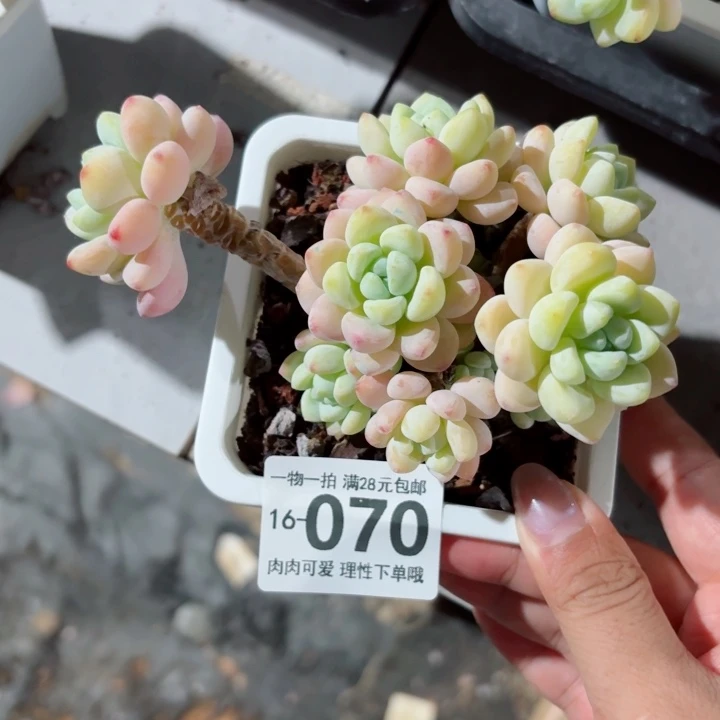 樱花罗琦无盆土发货多肉多