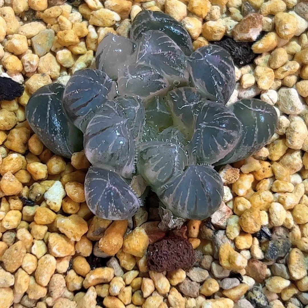 糊斑霓虹灯变异十二卷