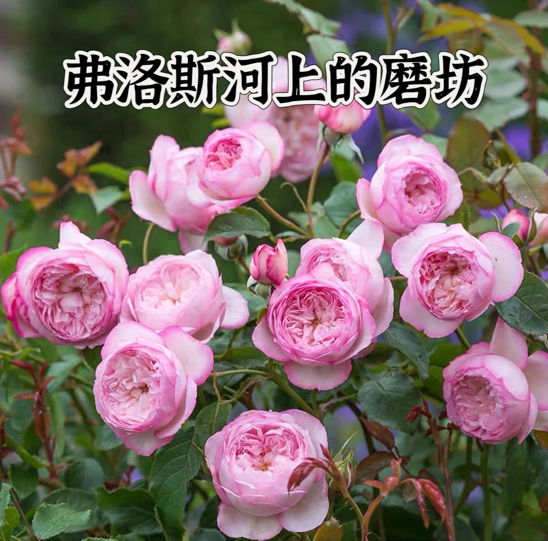 【弗洛斯河上的磨坊】芊喜花园奥斯汀可藤可灌精选月季 实生根接苗