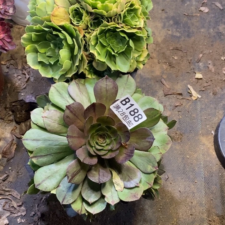 两盆多肉断头不包0035