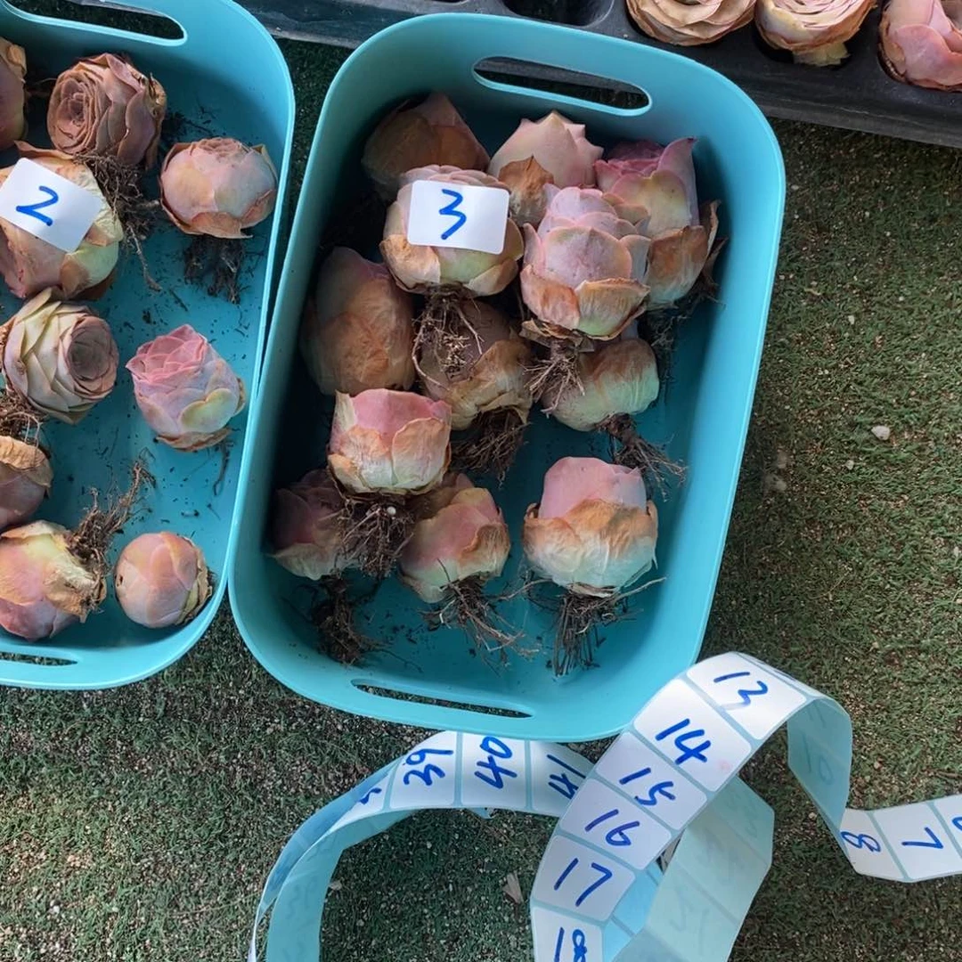 落***葵山地玫瑰00000003