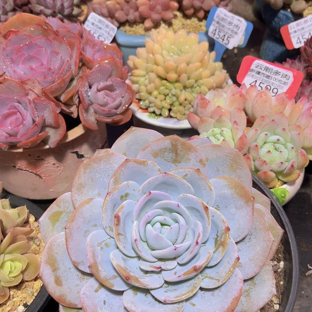 4616奶茶多肉植物