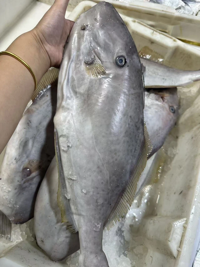 冰鲜 石浦海鲜 大剥皮鱼