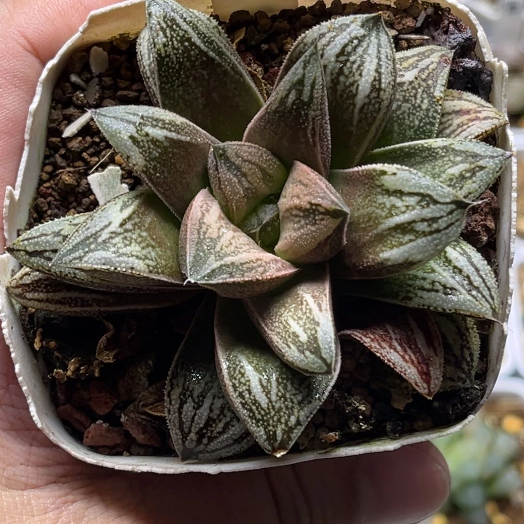 小*子739白蛇发发发发发发