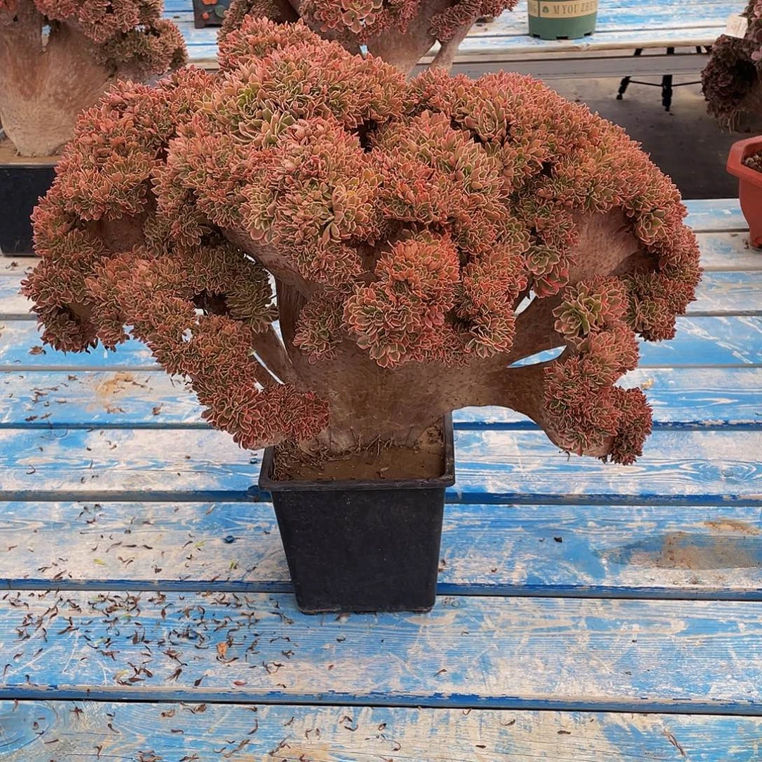 泽***头女神法师缀化哈哈哈哈哈哈哈哈h