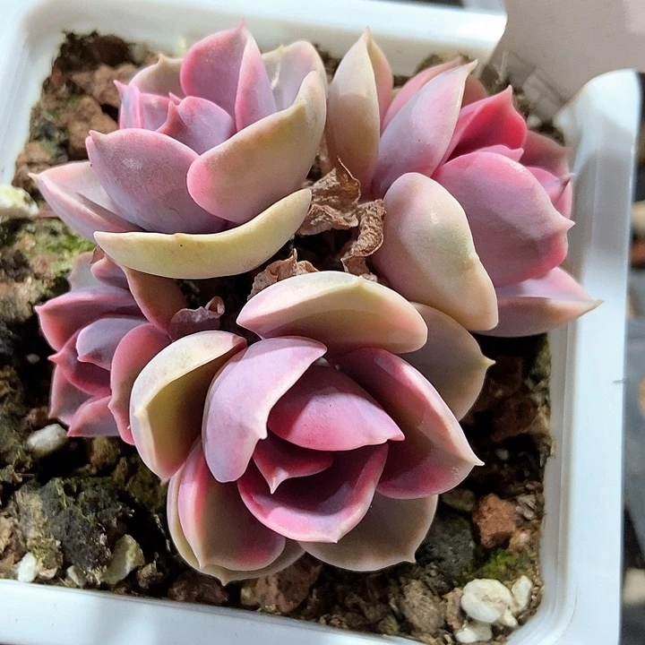 多肉植物彩虹455