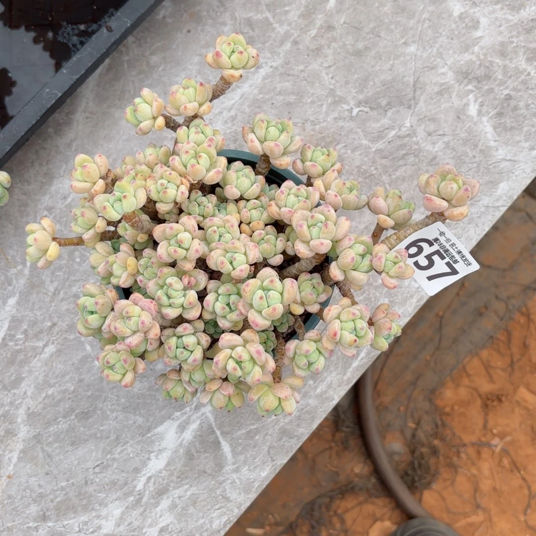 樱花罗绮老桩无盆土发货