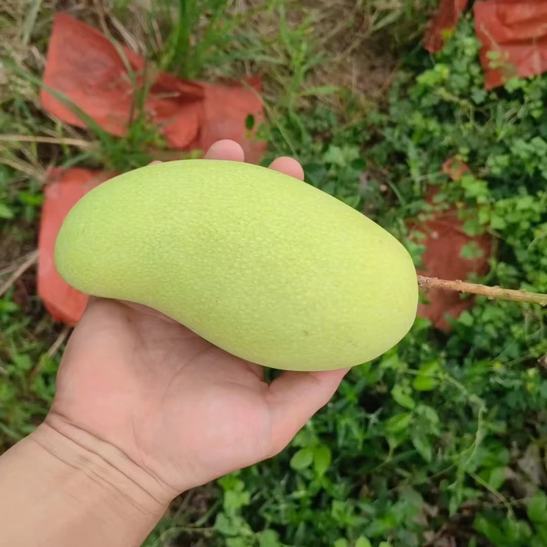 海南三亚一级水仙芒