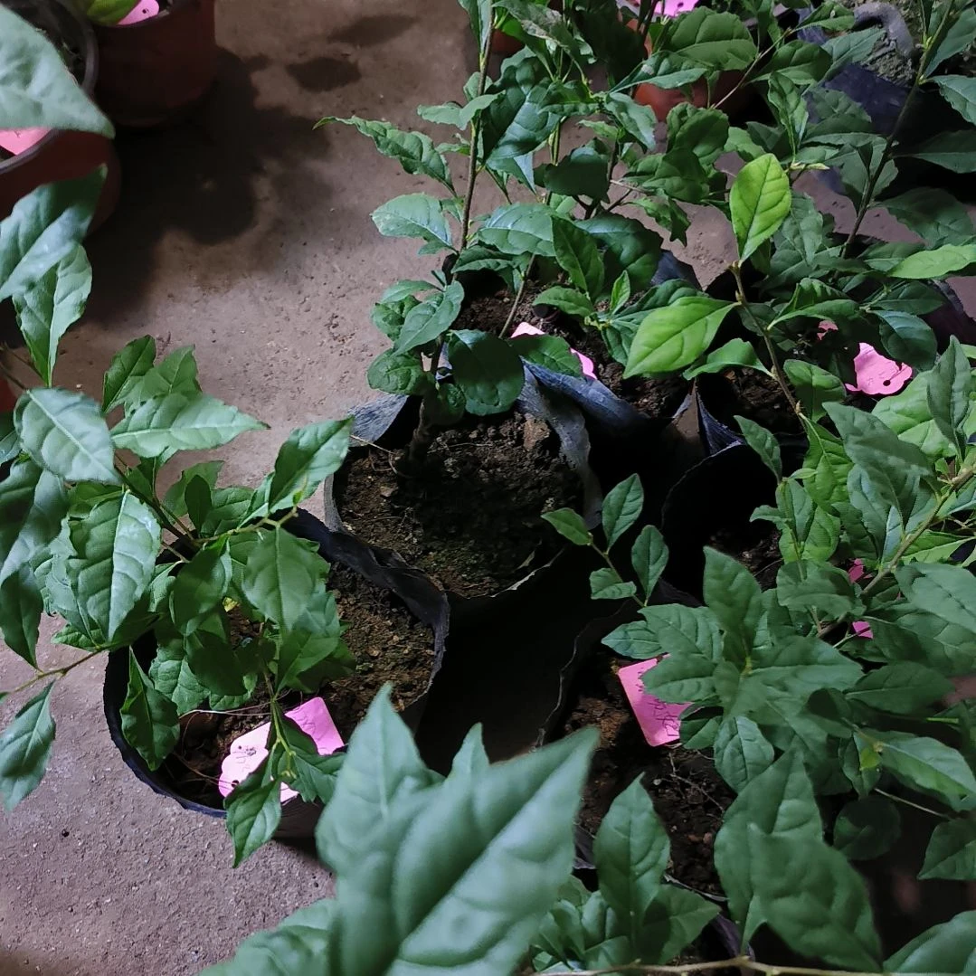 无花朵杨贵妃金弹子嫁接