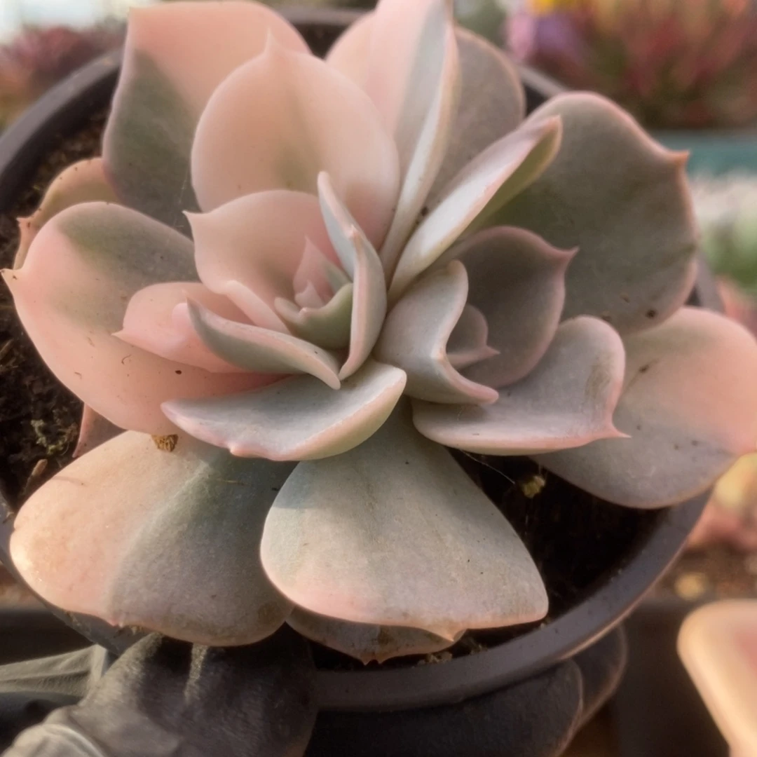 095双子座锦锦锦锦锦